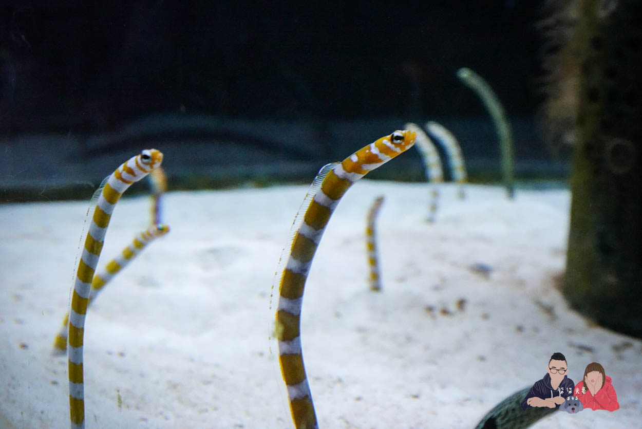 沖繩美麗海水族館 (64)