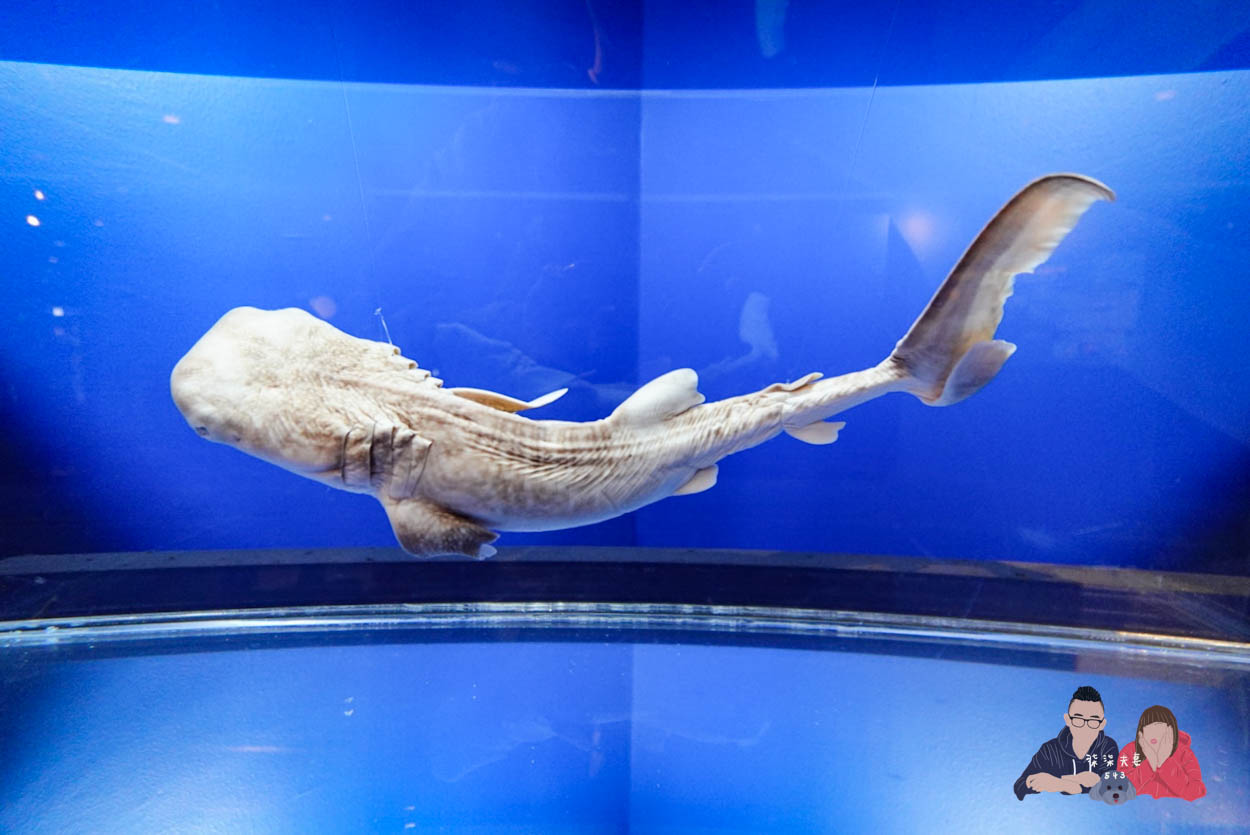 沖繩美麗海水族館 (76)