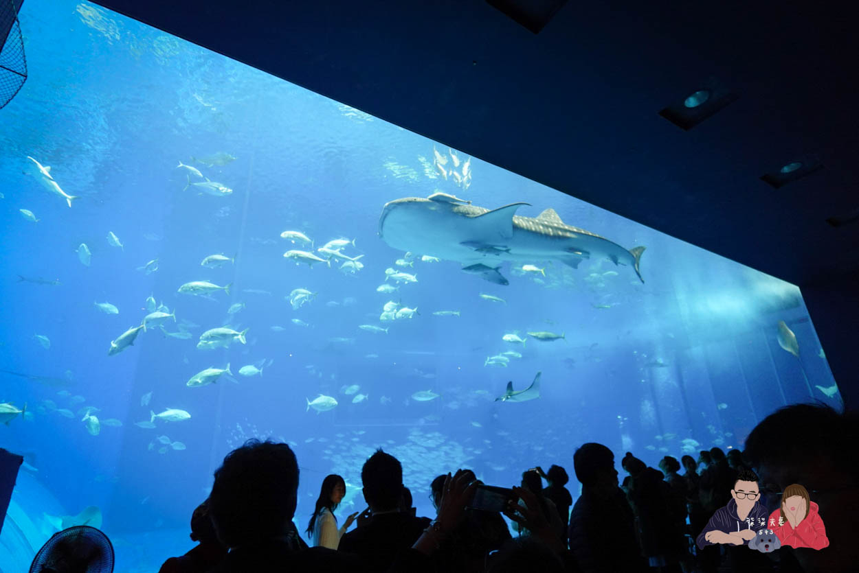 沖繩美麗海水族館 (130)