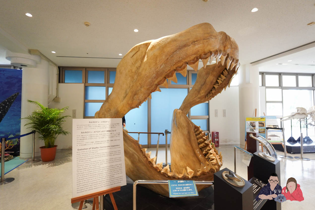 沖繩美麗海水族館 (152)