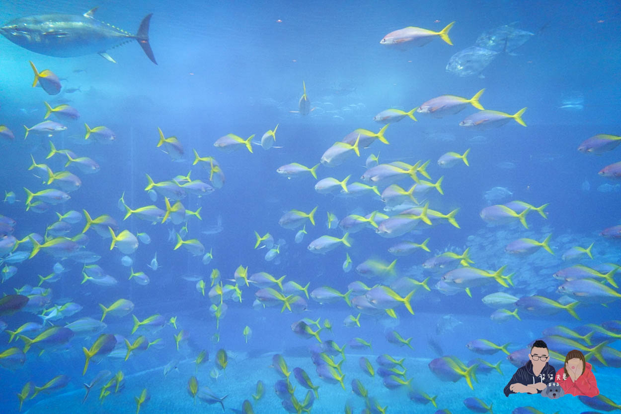 沖繩美麗海水族館 (66)