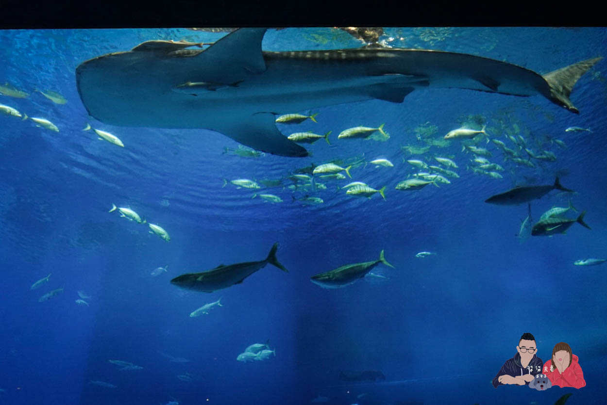 沖繩美麗海水族館 (80)
