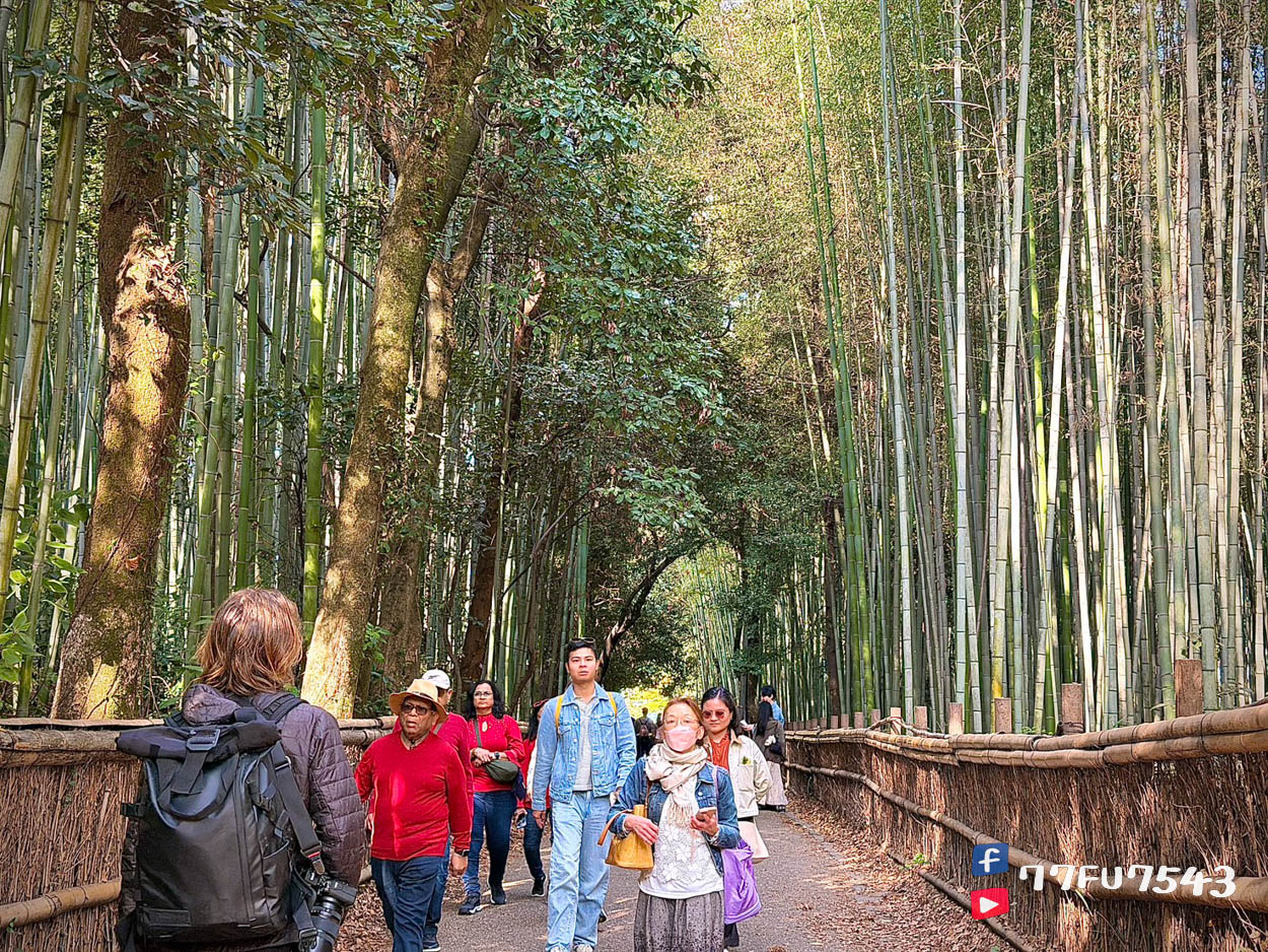 【嵐山半日遊】KKday半日團,夜楓小火車+保津川遊船+京馬車真實評價。 - 第8張圖 嵐山竹林