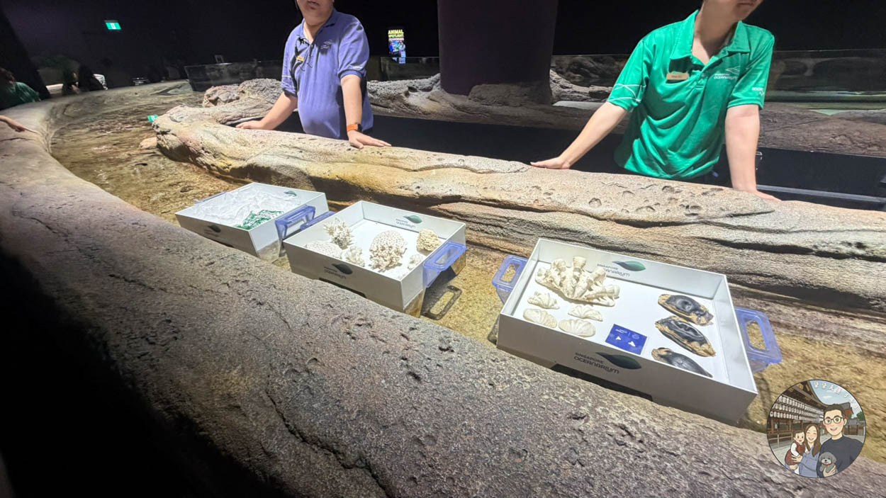 【新加坡海洋生態館攻略】門票、交通、必看 6 大主題展區亮點完整指南! - 第7張圖 新加坡海洋館探索觸摸池
