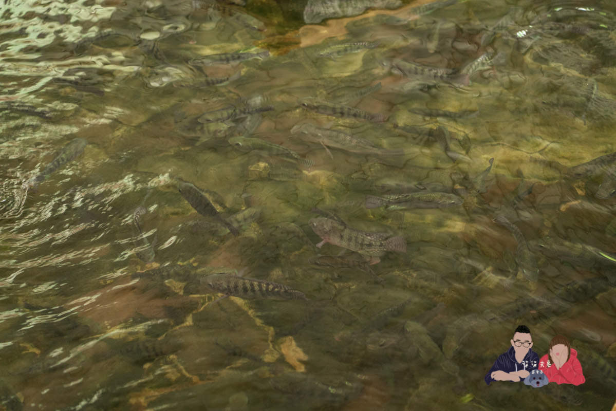 台中寵物景點》HIONE啵比星球｜寵物親子友善樂園，居然敢號稱寵物版的迪士尼？認真？